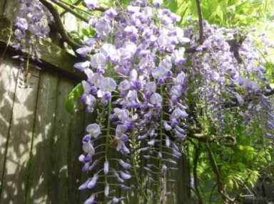 11312999_10154079256839460_3351368803890844710_o-475×356