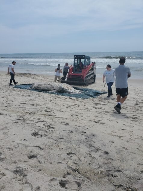 Lifeguards spot dead whale washed up off Long Branch, New Jersey