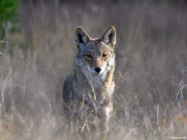 BM_Coyote-in-Prairie-Grass_1223_2081664583_SOURCE-Shutterstock_1223