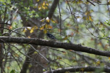 Black-and-White-Warbler