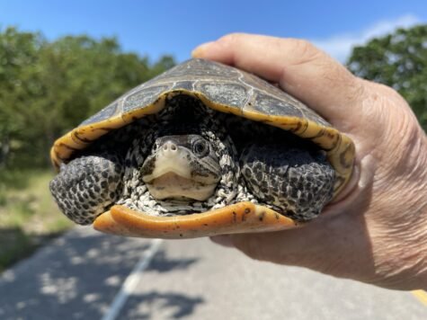 Diamondback-Terrapin