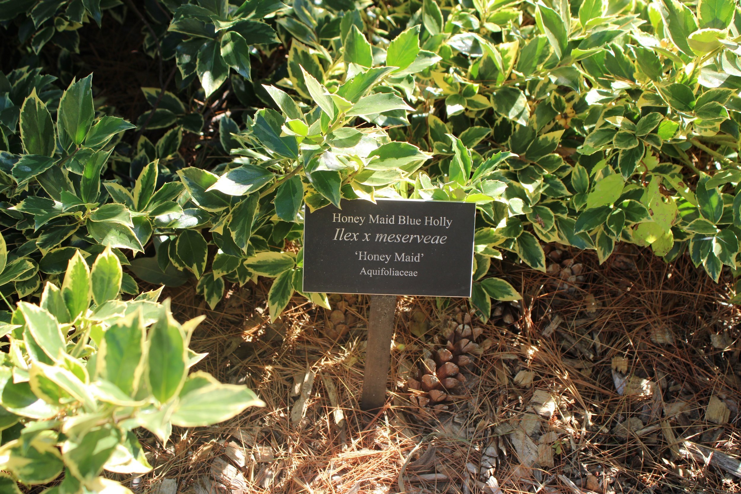 Helpful signs along the Holly Walk to educate visitors