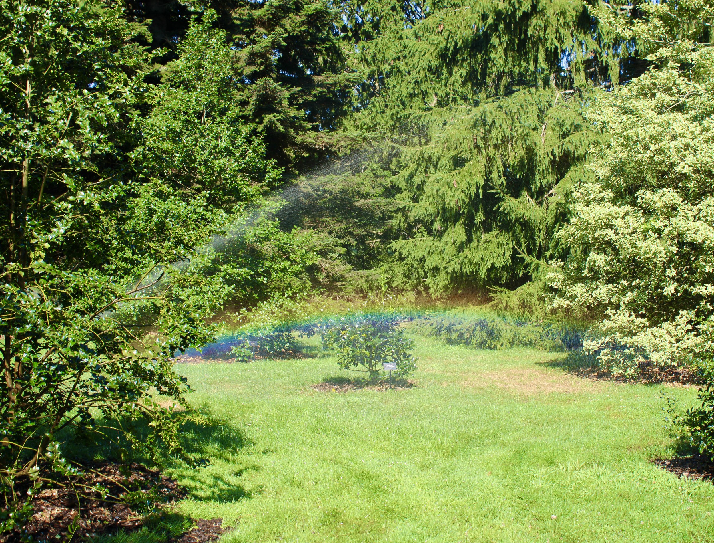 Sprinkler-induced rainbows along the Holly Walk