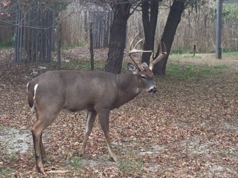 A classic Fire Island buck roaming in Fair Harbor. (Photo by Chris Mercogliano.)