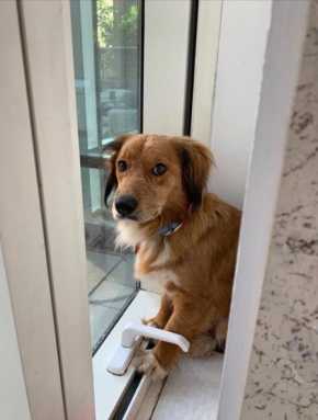 Lost-dog-Found
