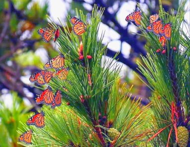 Migrating-Monarchs-by-Bob-Anderson
