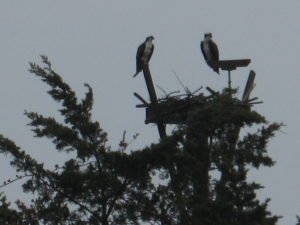 Osprey-2