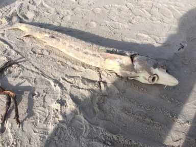 Sturgeon-on-the-beach-e1496518707596