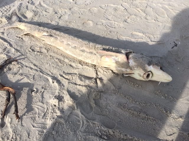 Sturgeon-on-the-beach-e1496518707596