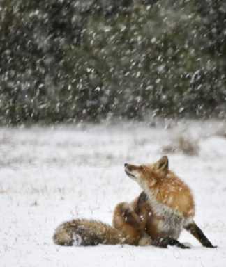 fox4