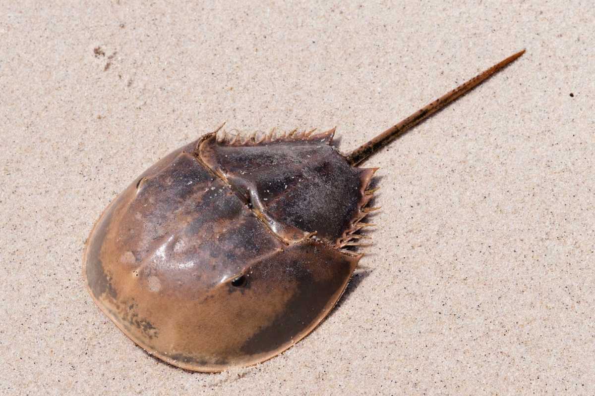 horseshoe-crab-top-by-Bob-ANderson