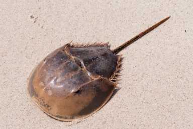 horseshoe-crab-top-by-Bob-ANderson