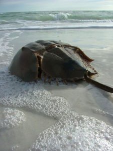 horseshoe-crab