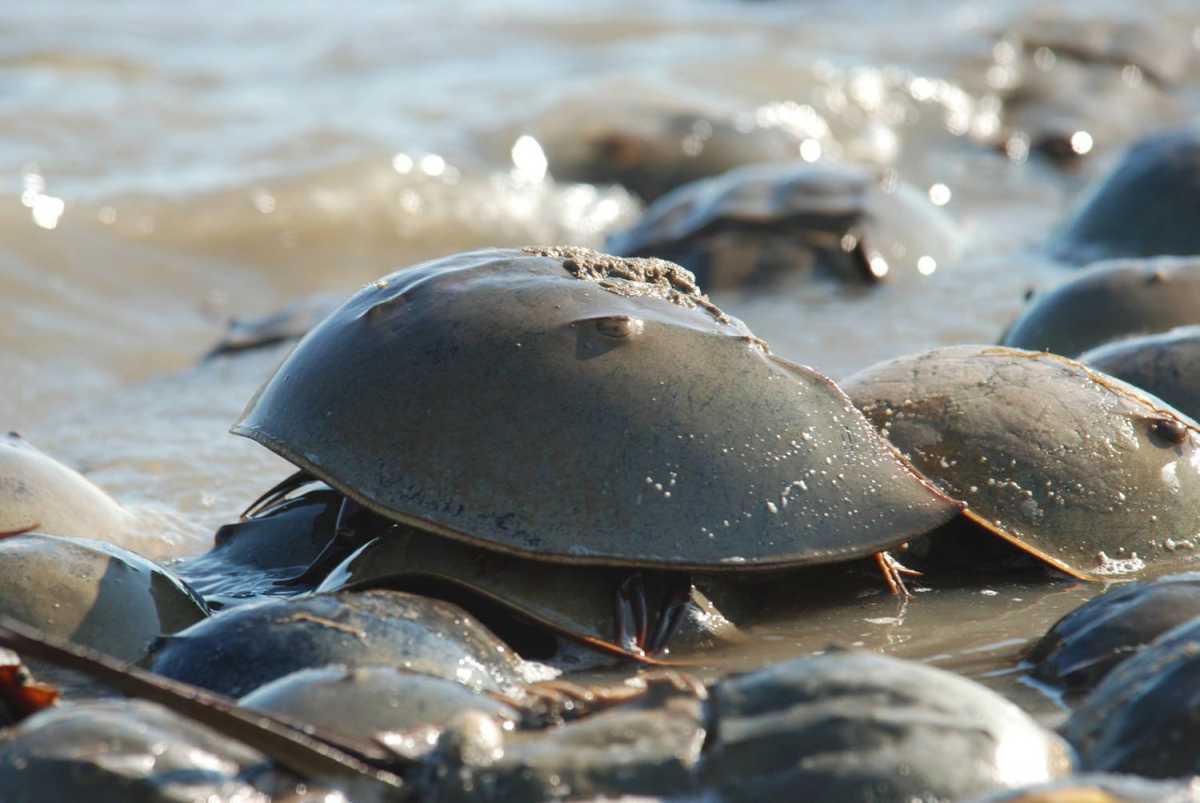 horseshoe-crabs