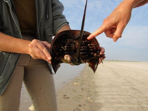 horseshoe-crabs