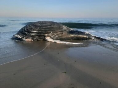 humpback-whale-FINS_AMSEAS-photo-475×356