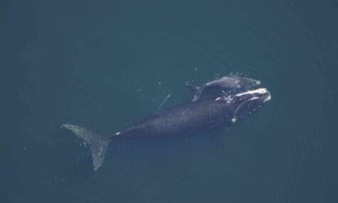 north_atlantic_right_whale_and_calf_nmfs_noaa_header-475×285