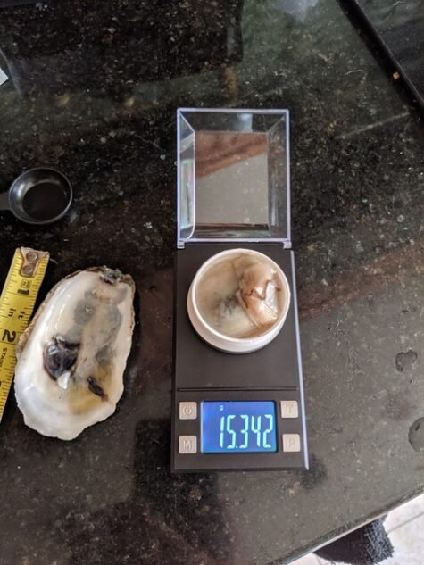 oysterscale-475×633