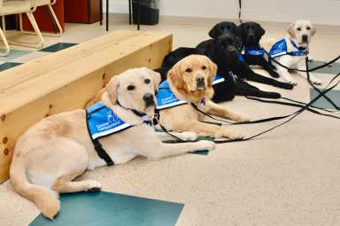 It’s time to think of those who fought for our freedom. To celebrate this year’s Veterans Day holiday, Canine Companions, a non-profit organization that trains service dogs to help with children and veterans in need, is coming together to host their annual “Salute Independence” event in Bay Shore.