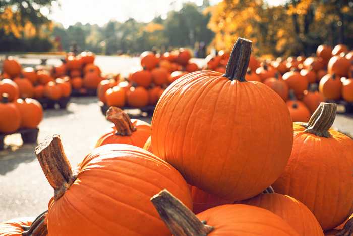Babylon Village Farmers Market Babylon Village Gazebo, 244 West Main St. Sundays, 8 a.m.-noon May-November, rain or shine. Bay Shore Farmers Market Bounty by the Bay at Chef JoJo’s CookShop, 1895 Union Blvd. Sundays, 10 a.m.-3 p.m., from June 15-October 26. Bellport Village Farmers Market 471 Atlantic Ave. Saturdays, 11 a.m.-4 p.m. July-October. Islip Hamlet Farmers Market Town Hall Parking Lot, 655 Main St. Saturdays, 7 a.m.-noon June-November. Patchogue Village  Farmers Market East side of Patchogue LIRR Parking Lot Saturdays, 9 a.m.-5 p.m. June-October. Sayville Farmers Market The Islip Grange, 10 Broadway Ave. Saturdays, 9 a.m.-2 p.m. May-October.