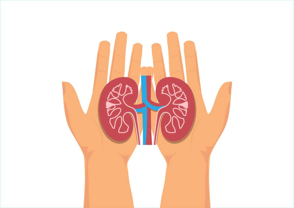 World kidney day. Hands holding healthy kidney anatomy.