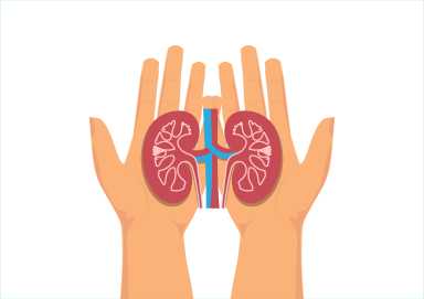 World kidney day. Hands holding healthy kidney anatomy.