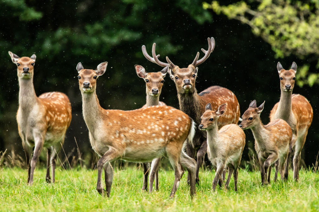 Sika Deer: The Alien Deer Population Living in Southaven County
