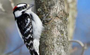 Downy woodpecker