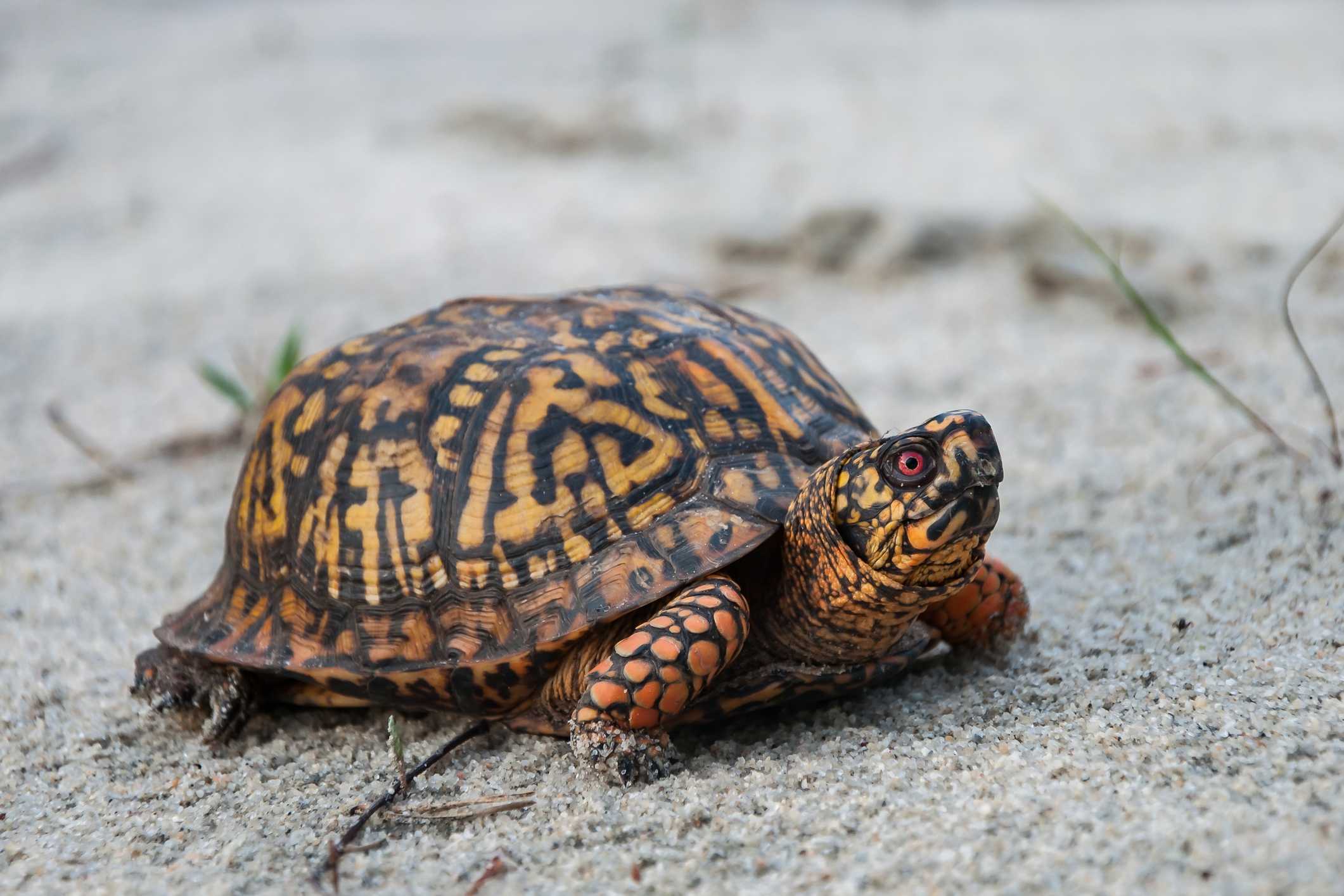 Eastern Box Turtle Study Launches on Long Island » Fire Island News ...