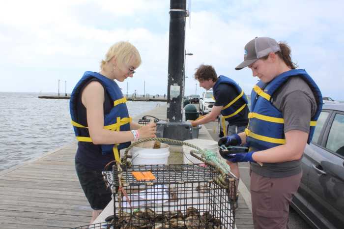 Seatuck Environmental Association educator Taylor Larson, along with colleagues Sacha Koulakova and Liam Denison, was gently scrubbing biofouling off spat, or baby oysters, growing on discarded shells on a table at Patchogue’s Mascot Dock. A light breeze rippled the water as walkers strolled by, some asking questions. Koulakova explained their process to a woman who had stopped.