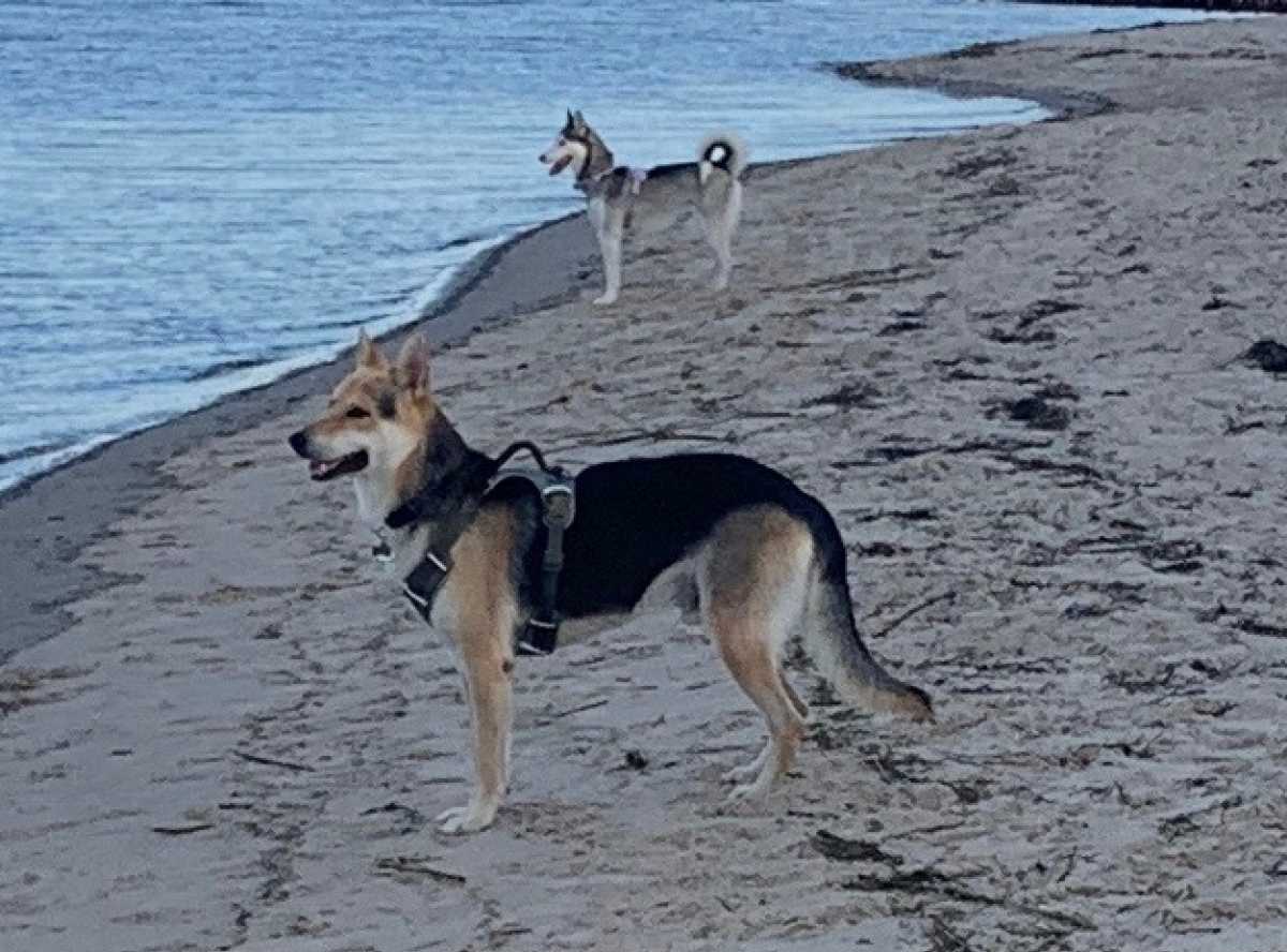 Nova and Tex