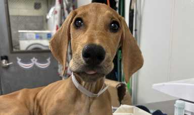 mistreated dog