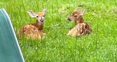 Looking out past the back deck, I have spotted these twin fawns several times. Mom drops them off, like at day care, while she forages nearby. I believe she has told them to stay in place because they do not move until she returns, no matter how long it takes.