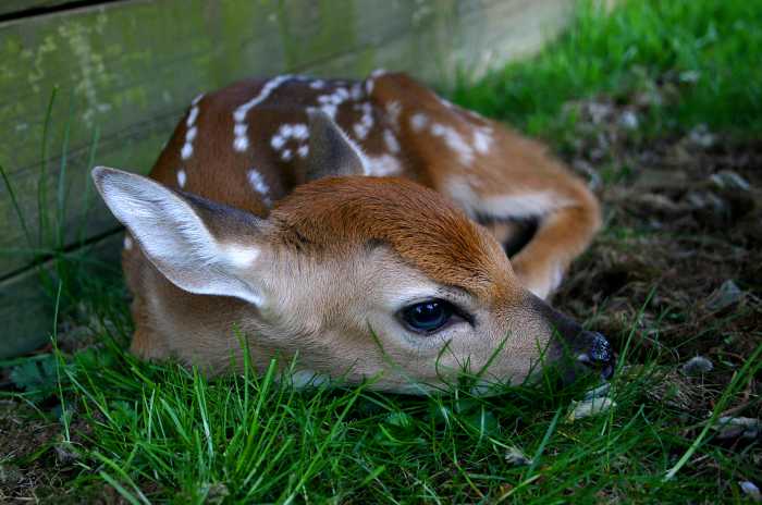 Lifeguards are trained to save the lives of human swimmers. Still, one Dunewood lifeguard recently went above and beyond by helping to rescue two baby animals during a single August 5 shift.