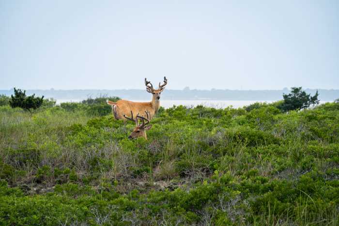 The United States Court of Appeals, Second Circuit, ruled on August 22 that the Fire Island National Seashore (FINS) can move forward with plans to construct fencing in the Sunken Forest and employ both lethal and non-lethal methods to control the white-tailed deer population within it, according to a report released by Courthouse News Service.