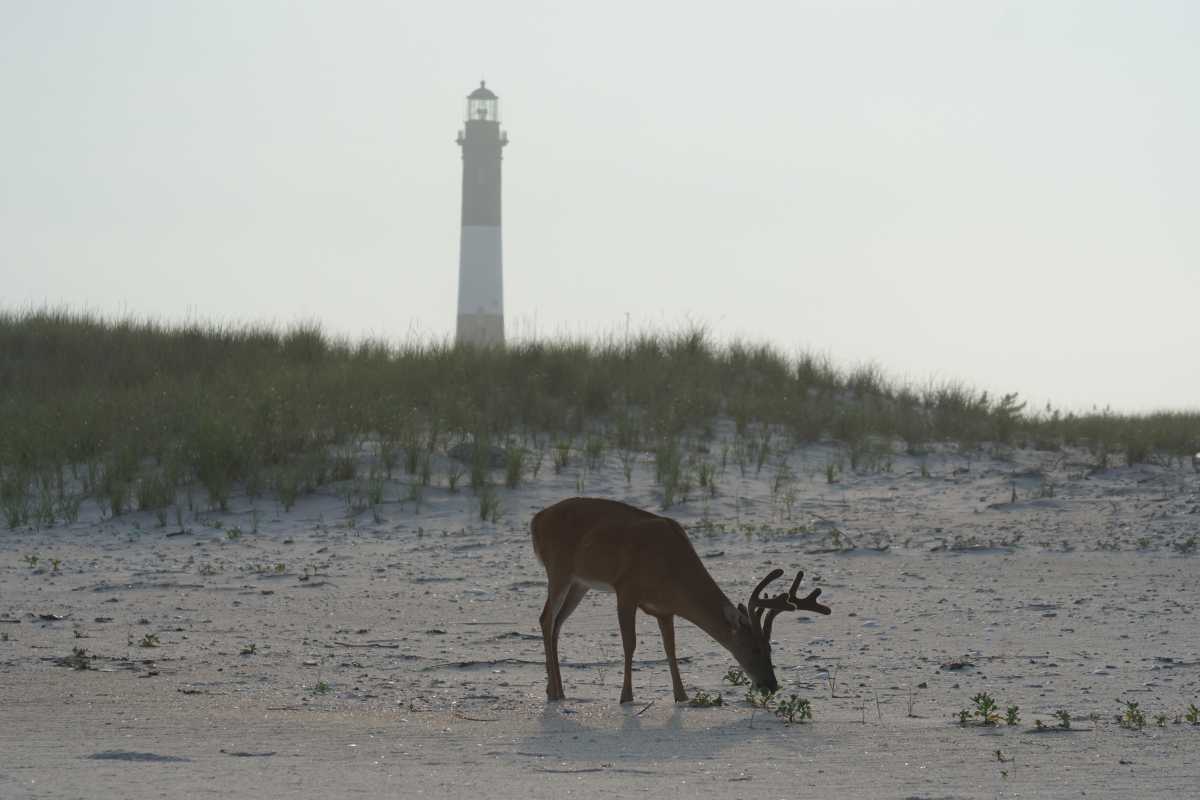 Over the last eight months, as part of President Donald Trump's efforts to slash the federal bureaucracy, the Department of Government Efficiency (DOGE) has targeted the National Park Service (NPS) with unprecedented funding disruptions and staffing reductions. These abrupt cuts have sown chaos across the National Park System, and Fire Island National Seashore (FINS) has not emerged unscathed. FINS staff are stretched thin and existentially stressed; the Fire Island Lighthouse renovation has been delayed by years, and the seashore has been pushed into unprecedented territory.