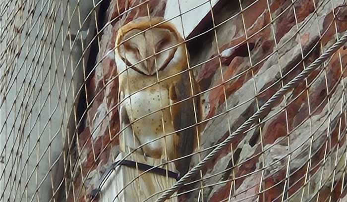 The wildlife rehabilitation organization based in Smithtown visited the Great South Bay on September 16 to assist a barn owl that had become trapped in the Fire Island Light Tower. The bird of prey sought refuge in one of the carved windows along the shaft of the lighthouse tower —possibly in search of a nesting site, according to Sweetbrier’s report on social media—when it became trapped behind wire fencing, which has surrounded the tower for more than a year as repairs to the lighthouse remain unfinished.