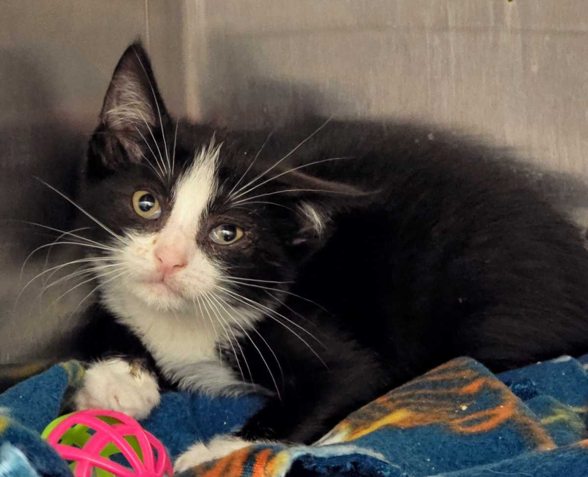 The Suffolk County District Attorney's Office Biological, Environmental, and Animal Safety Team (BEAST), along with Suffolk County Police Detectives and Suffolk County Crime Stoppers, is seeking the public’s help to identify and locate the person who threw two kittens out of a moving vehicle in West Babylon in June.