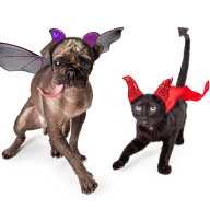 Saturday, October 18 Howl-O-Ween Pet Costume Contest The Town of Islip Animal Shelter invites you and your furry friend to a Pet Halloween Costume Contest at the Islip Animal Shelter, 200 South Technology Drive, Central Islip, at 1 p.m. A $5 cash entry fee grants you access to the competition! Donate unused pet costumes to the shelter for the adorable shelter dogs to wear at the event! Please RSVP to animalshelter@Islipny.gov by October 15 to participate!