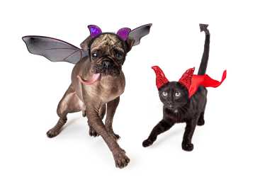 Saturday, October 18 Howl-O-Ween Pet Costume Contest The Town of Islip Animal Shelter invites you and your furry friend to a Pet Halloween Costume Contest at the Islip Animal Shelter, 200 South Technology Drive, Central Islip, at 1 p.m. A $5 cash entry fee grants you access to the competition! Donate unused pet costumes to the shelter for the adorable shelter dogs to wear at the event! Please RSVP to animalshelter@Islipny.gov by October 15 to participate!