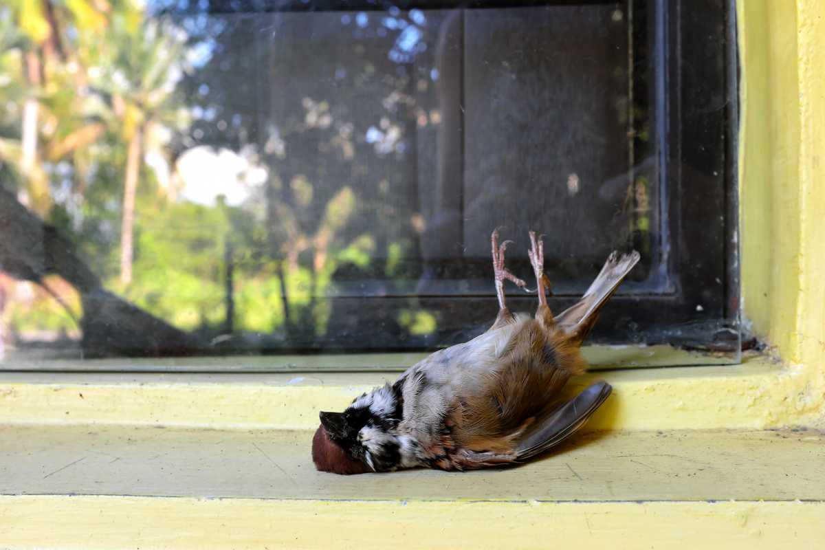 Should Bird Window Collision Deterrents be Mandatory in New York?