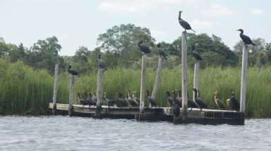 Wetlands are areas where water and land meet, covered by water either permanently or intermittently. Phrases like tidal wetlands, coastal wetlands, inland wetlands, and non-tidal wetlands may all sound familiar. These are the environments that create marshes, swamps, and bogs. These unique transitional zones are vital to our ecosystems.