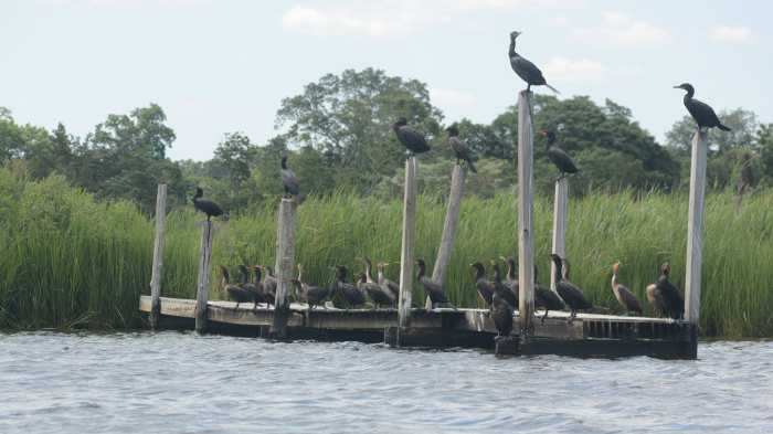 Wetlands are areas where water and land meet, covered by water either permanently or intermittently. Phrases like tidal wetlands, coastal wetlands, inland wetlands, and non-tidal wetlands may all sound familiar. These are the environments that create marshes, swamps, and bogs. These unique transitional zones are vital to our ecosystems.