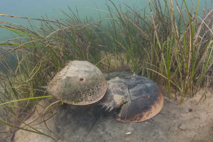 https://www.nationalfisherman.com/mid-atlantic/ny-fishermen-support-horseshoe-crab-management