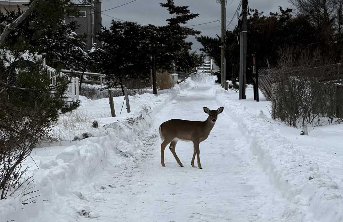 Fire Island Sharpshooters to Return After Failing to Make Their Deer-Killing Quota