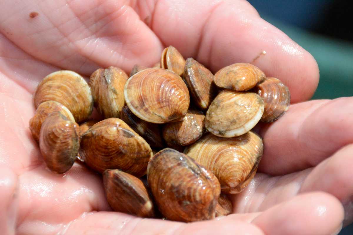 Pearl of Policy Powers for Brookhaven’s Shellfishing Future