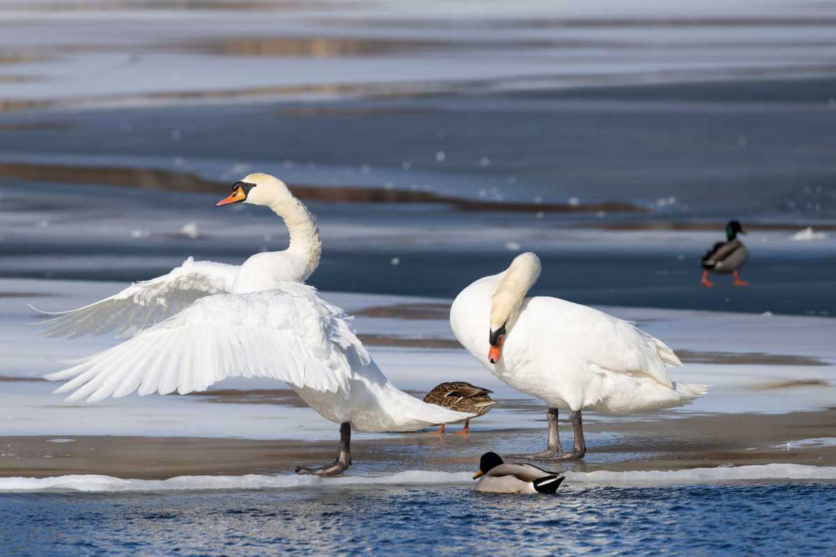 A walk past Argyle Lake in Babylon after the blizzards revealed the mute swans no going anywhere—massive white birds, with their reddish-orange bills and black face patches, gliding through half-frozen water as if it was just another day at the park. 