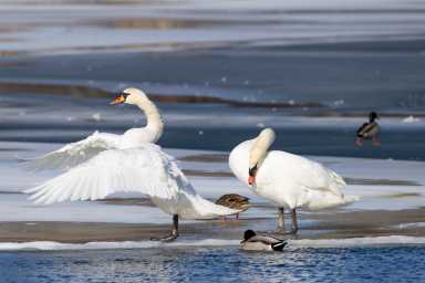 A walk past Argyle Lake in Babylon after the blizzards revealed the mute swans no going anywhere—massive white birds, with their reddish-orange bills and black face patches, gliding through half-frozen water as if it was just another day at the park. 