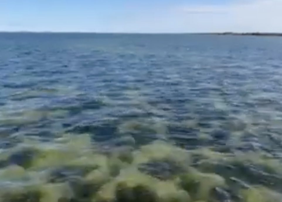 Florence’s Forest: Rob Vasiluth Saving the Great South Bay, One Eelgrass Forest at a Time
