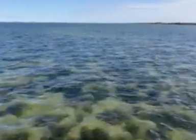 Pained, fatigued, hot... unsure if she would survive... the would-be mother got moving. Rising from her rest, Florence had only one attempt left. If she failed, everything would be lost, including her young. But Florence did not fail. It might have been a mirage—glistening waters... swaying green branches... billowing cool wafts. Yes. She was home. Florence nestled down and gently moved forward. She released the first of the half-million eggs she would lay this spawning season. Florence knew her fluke line would continue after all.